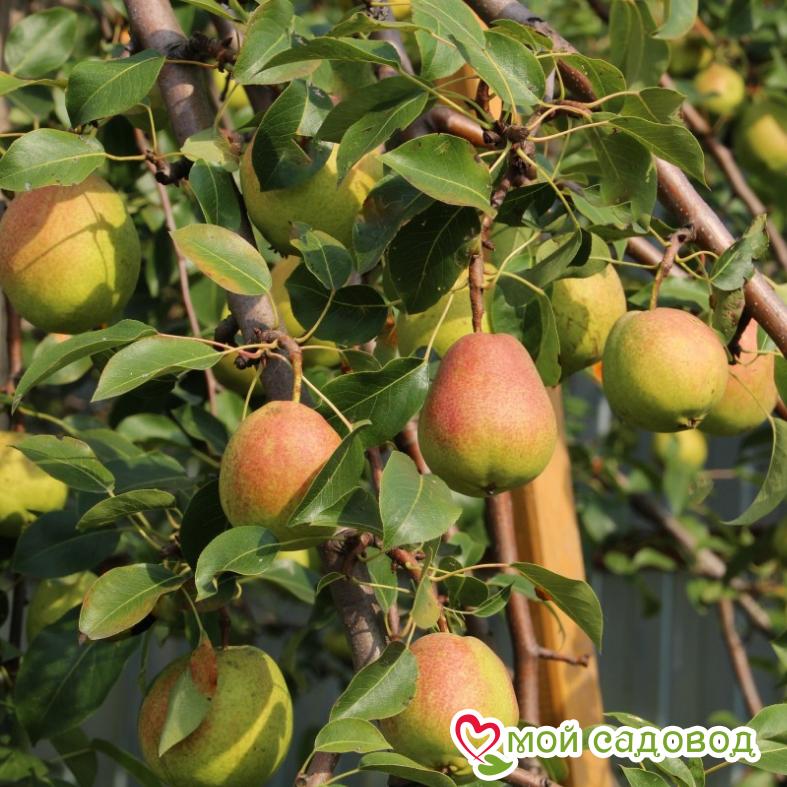 Груша Лада Летняя