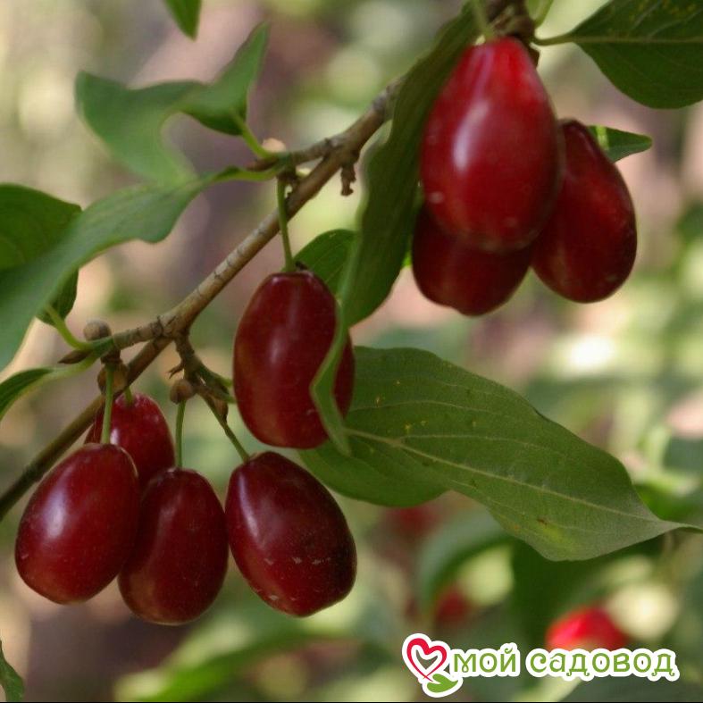 Кизил "Семён"