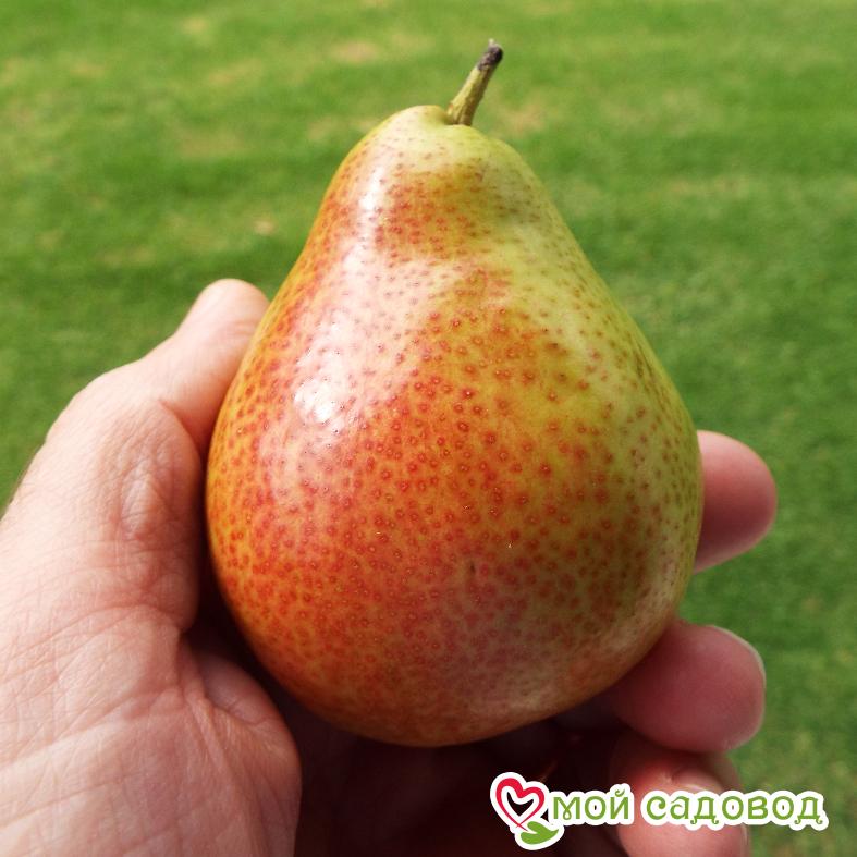 Груша Заречная