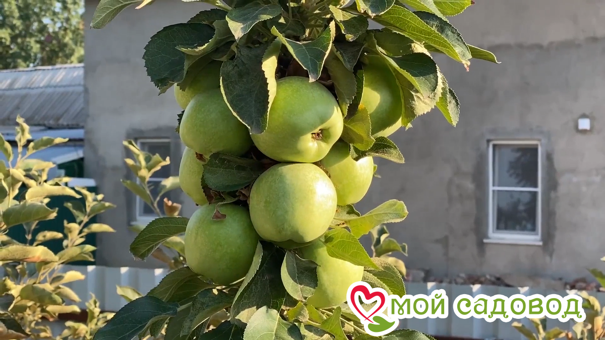 Яблоня колоновидная Каскад