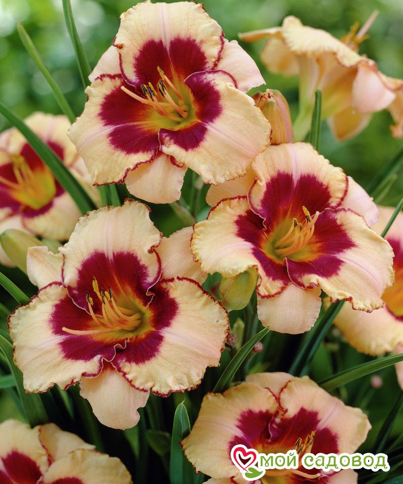 ЛИЛЕЙНИК ГИБРИД АЛАКВА / ALAQUA