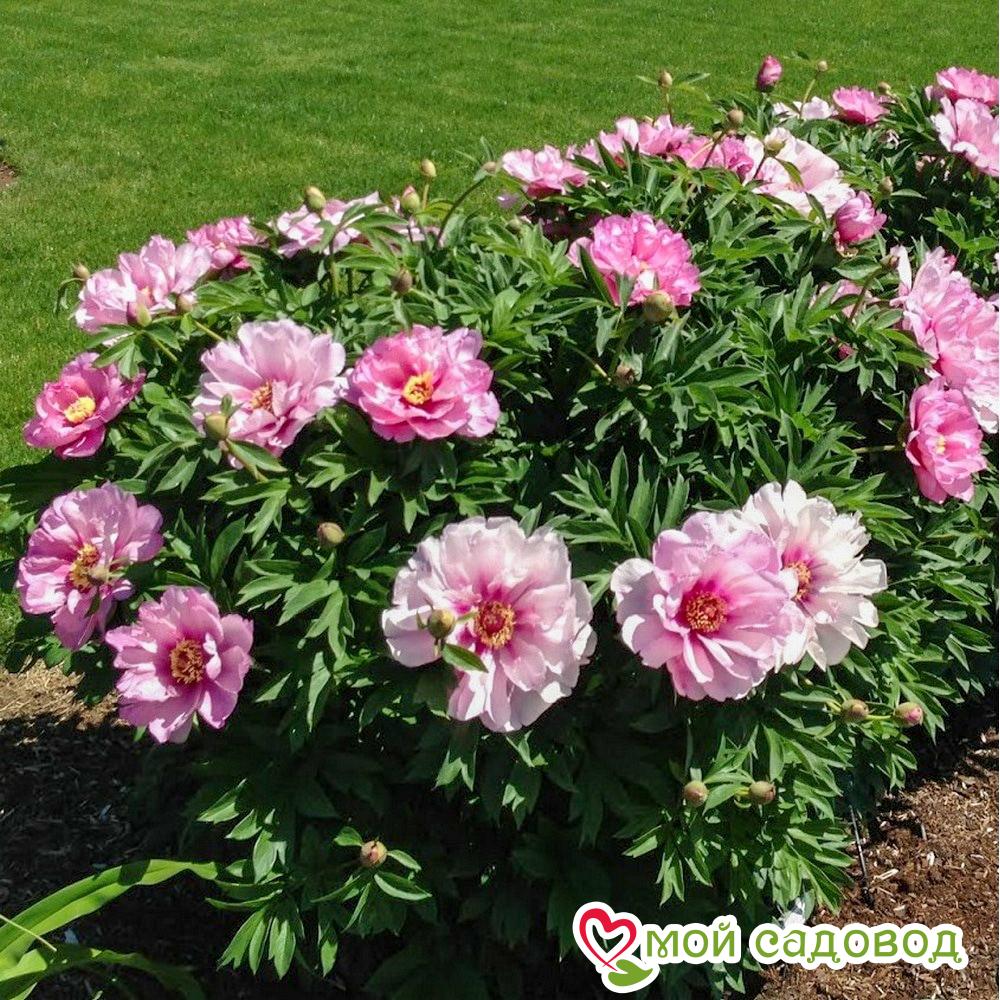 Пион ито-гибрид Ферст Арривал