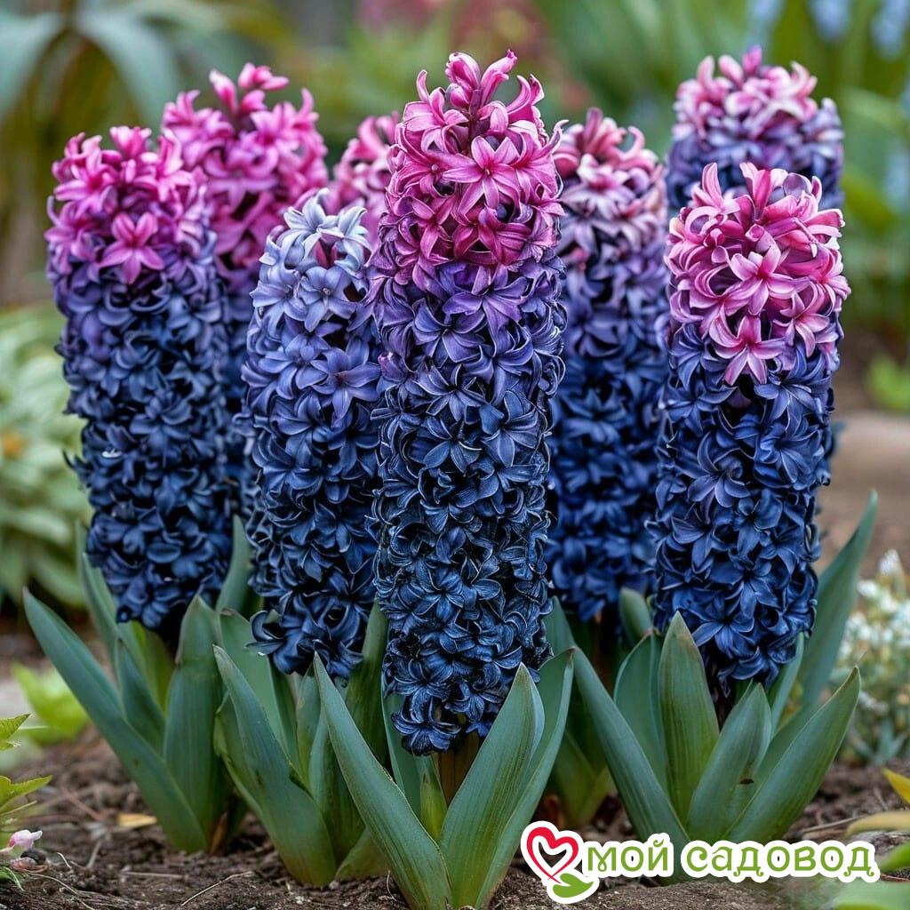 Гиацинт Блю Спринг