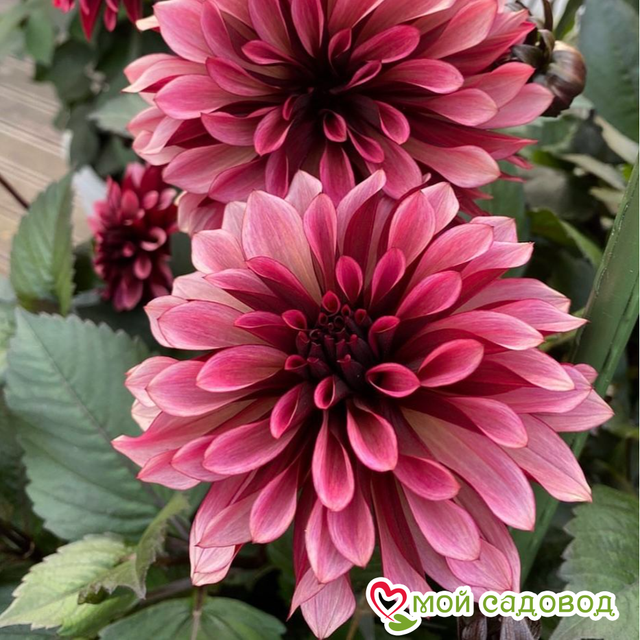 Георгин Перли Сансет